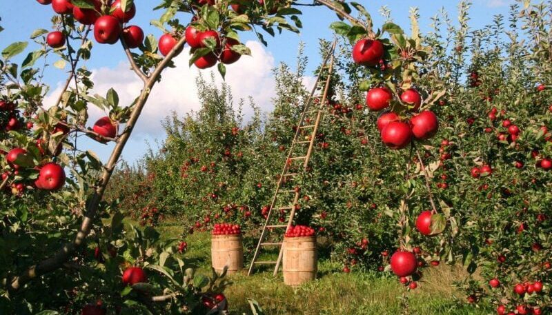 1000 Lt Holder Fiyatları