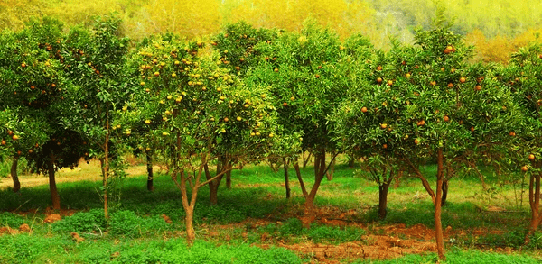 Ağaç İlaçlama Makinası