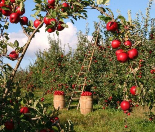 1000 Lt Holder Fiyatları